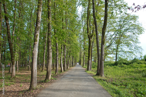 The machine path in the forest . country side space empty car road path way . empty lonely asphalt car road between trees in forest outdoor nature environment in fresh weather time with green colors © adilcelebiyev