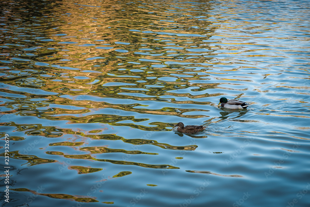 Fototapeta premium ducks on a pond on a park