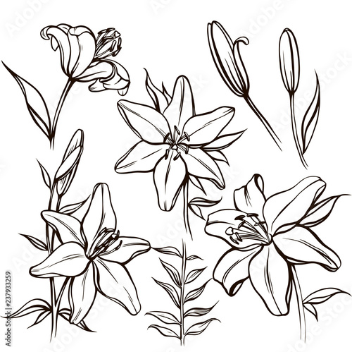 Fototapeta Naklejka Na Ścianę i Meble -  Set of linear flowers and buds