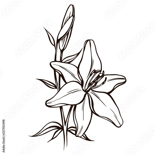 Fototapeta Naklejka Na Ścianę i Meble -  Lily