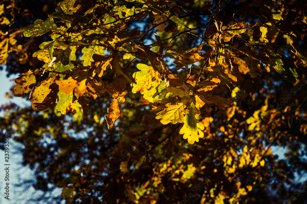 oaktree leaves on a forest floor