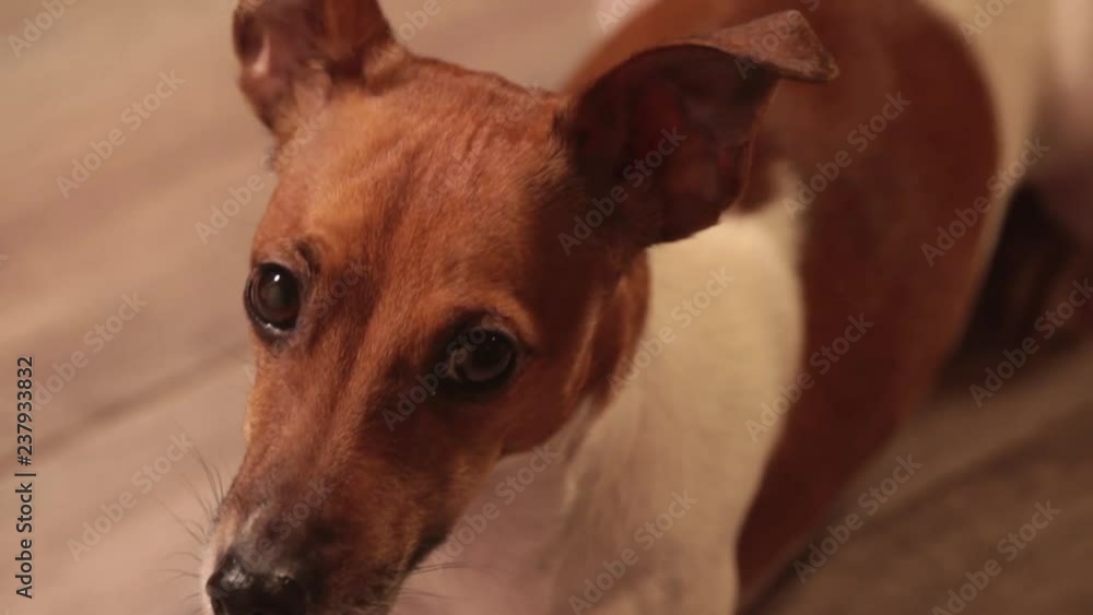 Dog Jack Russell terrier lying on the floor . Cute dog looking at the camera. Dog Jack Russell terrier lying on the floor . Cute dog looking at the camera.