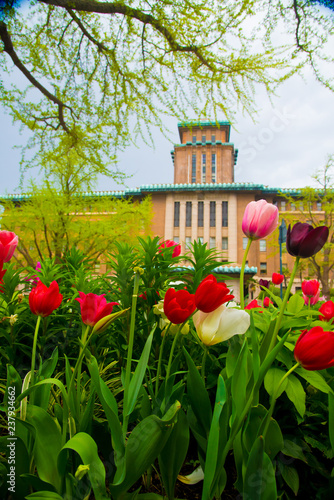 Tulips in Tokyo, Japan. Tokyo is one of the important cities in Japan for cultures and business markets.