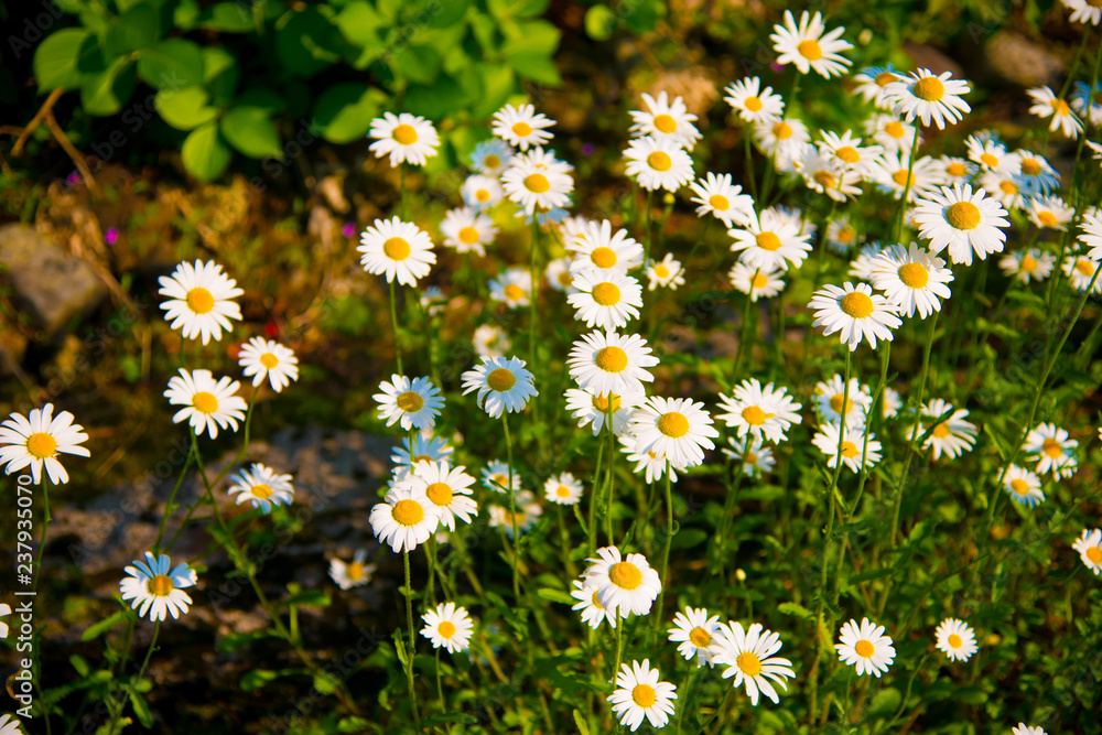 White flowers in Toyama, Japan. Toyama is one of the important cities in Japan for cultures and business markets. White flowers in Toyama, Japan. Toyama is one of the important cities in Japan for cultures and business markets.