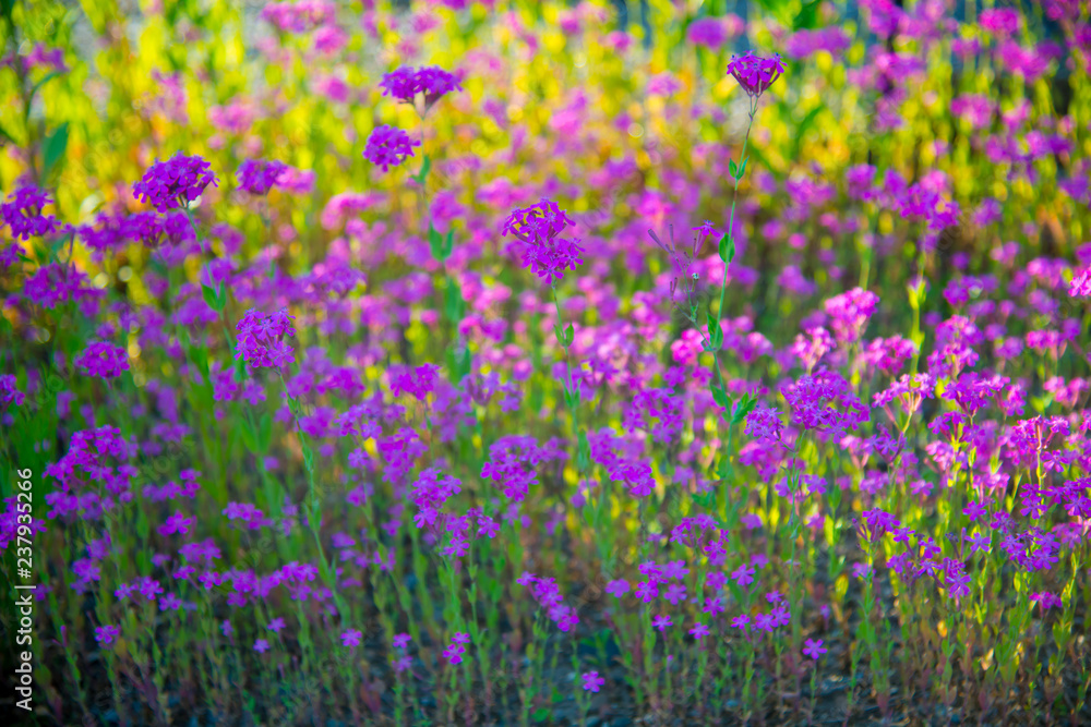 Purple flowers in Toyama, Japan. Toyama is one of the important cities in Japan for cultures and business markets. Purple flowers in Toyama, Japan. Toyama is one of the important cities in Japan for cultures and business markets.
