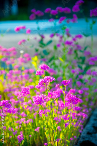 Purple flowers in Toyama  Japan. Toyama is one of the important cities in Japan for cultures and business markets.