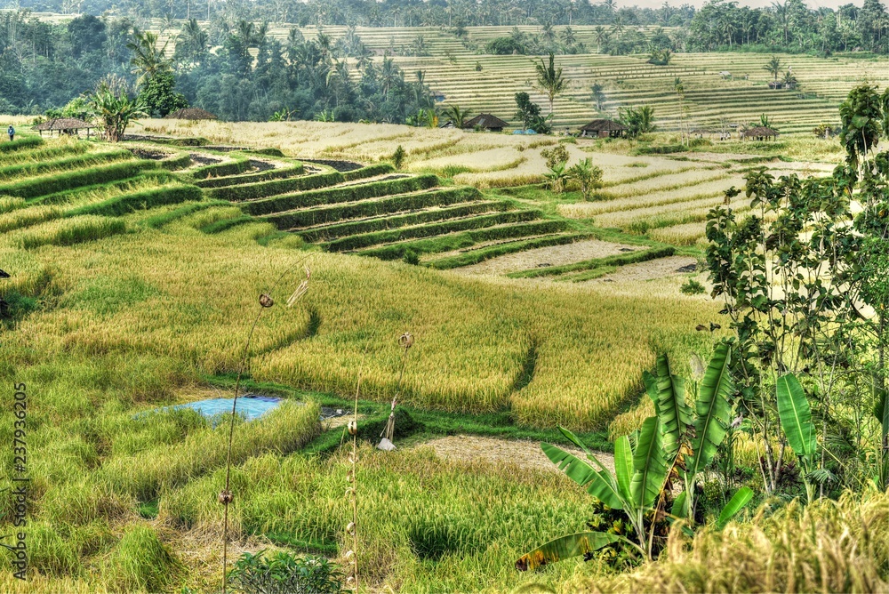 Jatiluwih rice terrace paddies in Bali, Indonesia