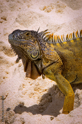 Iguana