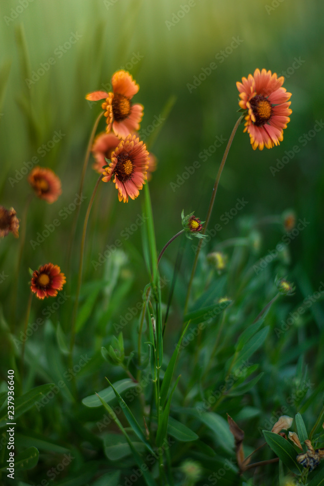 Glade orange rudbeckia flowers in summer garden with green fog Glade orange rudbeckia flowers in summer garden with green fog
