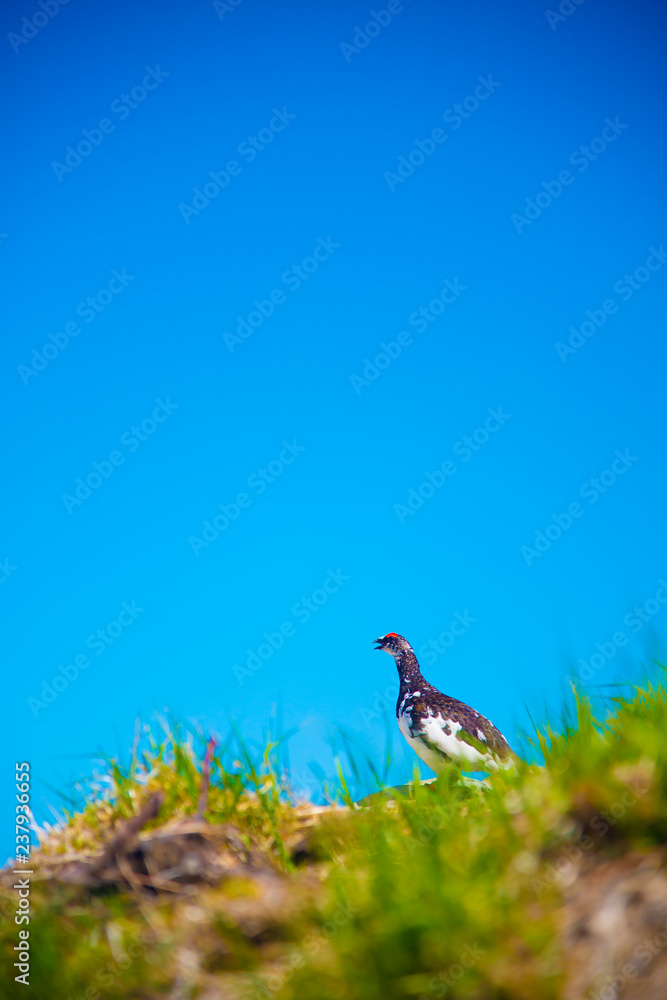 Obraz premium Tateyama Ptarmigan in Tateyama mountains, Japan. Toyama is one of the important cities in Japan for cultures and business markets.