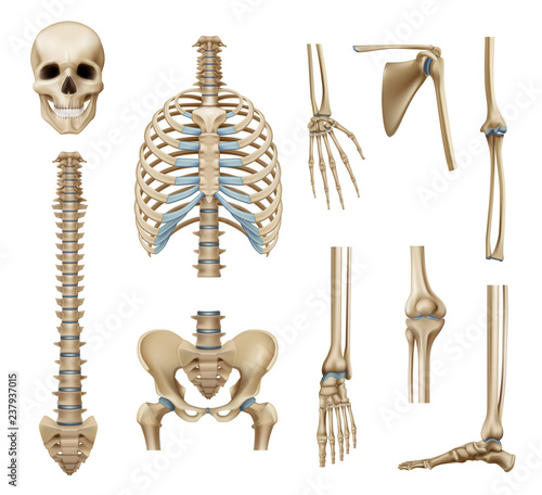 Realistic Human Skeleton Parts Set  