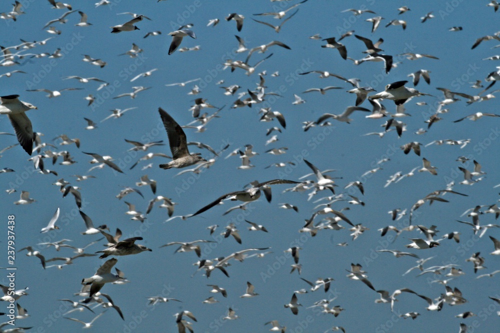 Fototapeta premium Bandada gaviotas