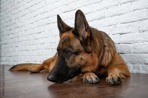 Cheerful perky dog on a brick background. German Shepherd. Cute little face.  Studio photo session. Languid expectation of the meeting