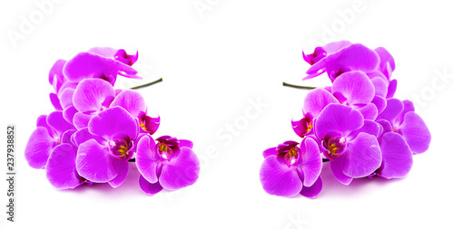.orchid branch on white background