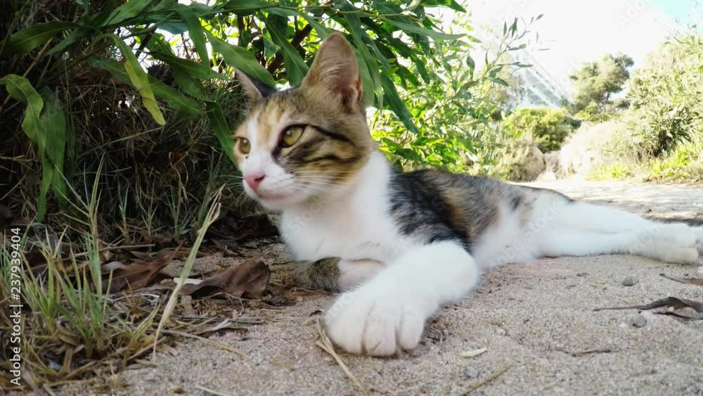 Three-plated cat looks into the camera, lies on the sand. Close-Up Three-plated cat looks into the camera, lies on the sand. Close-Up