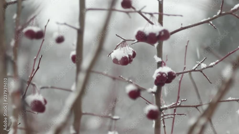 Clusters of rowan berries covered in snow in a winter forest Clusters of rowan berries covered in snow in a winter forest