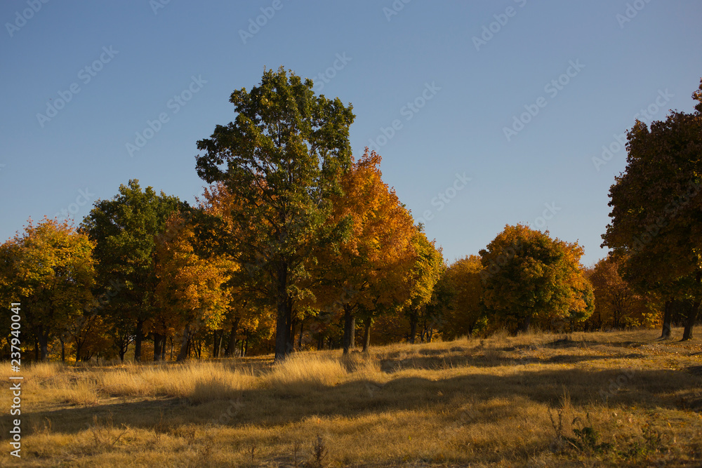 Autumn landscape. Forest at dawn. Plantations of maple trees. Trees threw off foliage. Shadows on the ground.