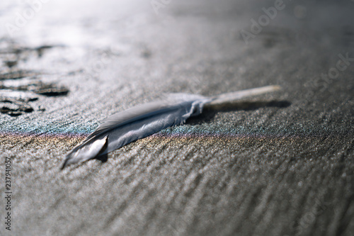 Feather on sandy beach  photo