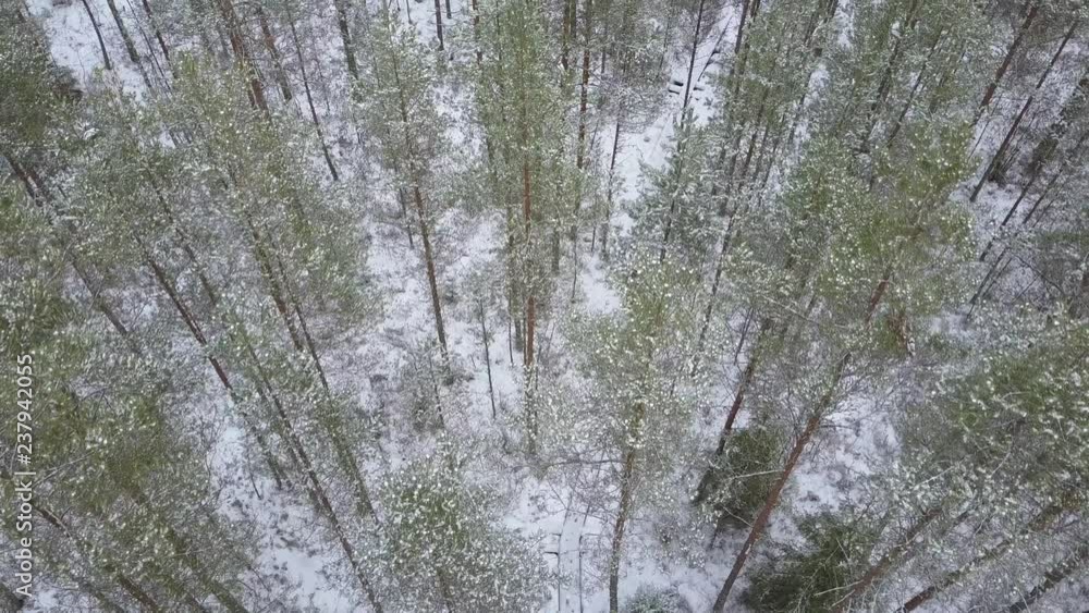 A hiker walking in a snowy forest in winter in Finland, shot from above with a drone A hiker walking in a snowy forest in winter in Finland, shot from above with a drone