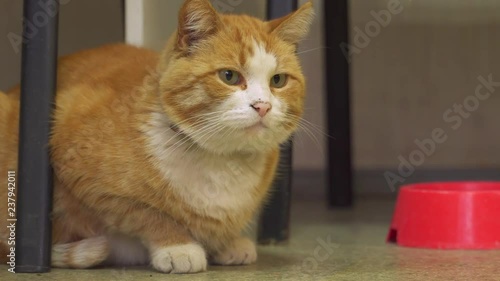 imperturbable ginger cat look around