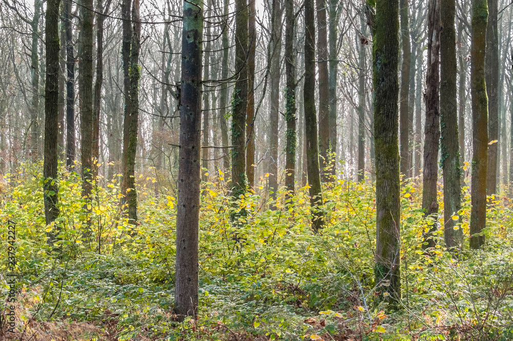 Obraz premium Woodland