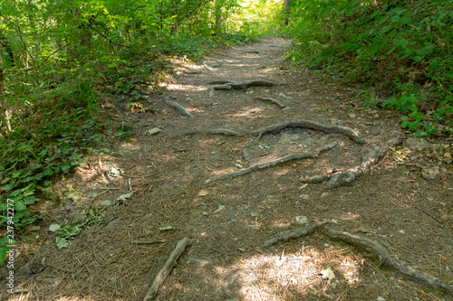 Road in the forest