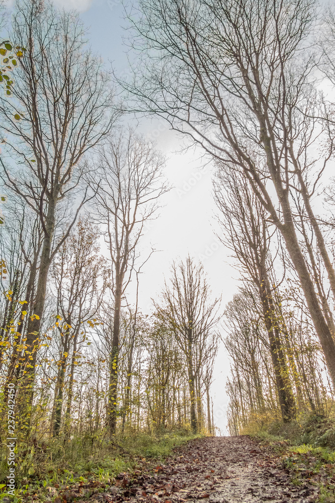 Woodland Woodland
