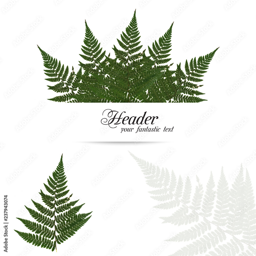 Obraz premium dried, pressed green fern isolated on white background invitation.