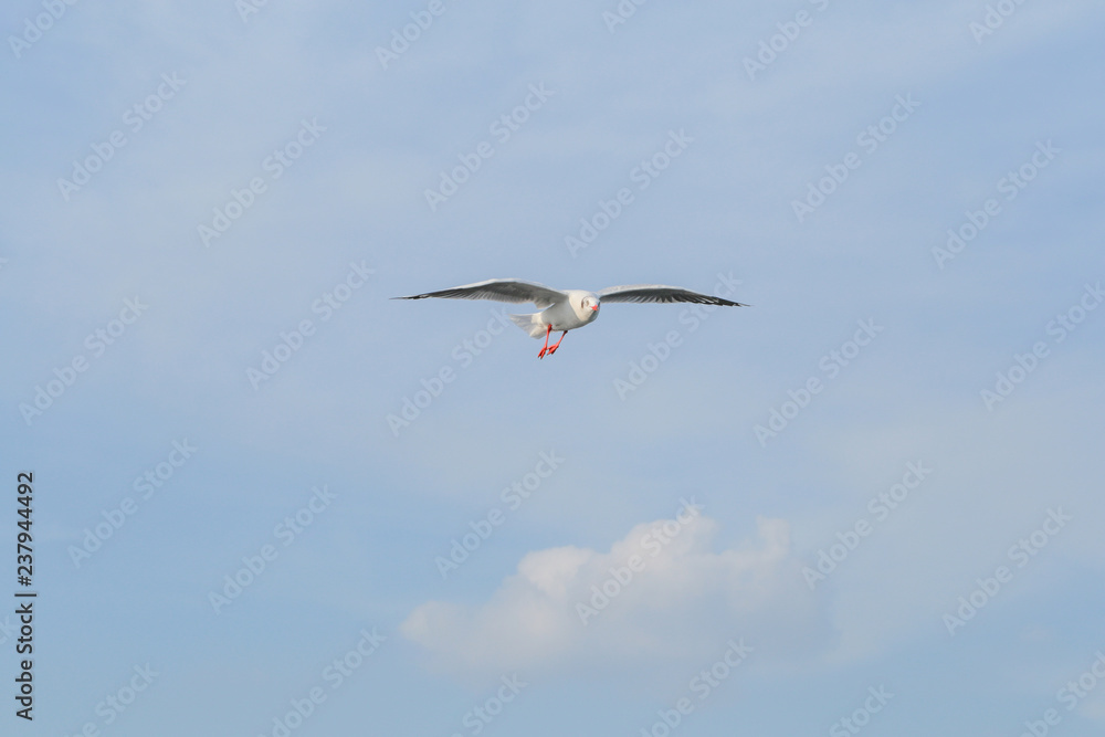 Seasons of foreign seagull flying to Thailand at Samutprakarn, The beauty of the seagull is flying in the sky.