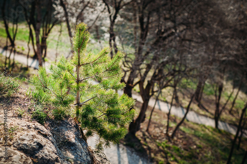 Lone fir tree at edge of cliff outdoors