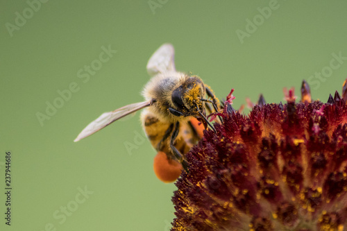 pollinating bee