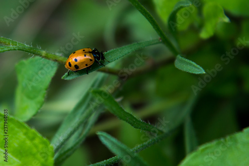 ladybug on leaf