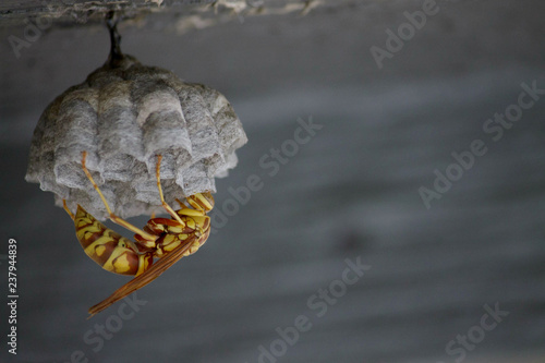 wasp on nest