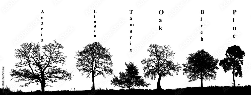 Naklejka premium Realistic set of trees silhouette pine, birch, oak, tamarix, acacia, linden (Vector illustration). 