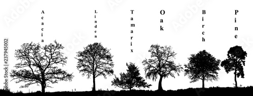 Realistic set of trees silhouette pine, birch, oak, tamarix, acacia, linden (Vector illustration). 