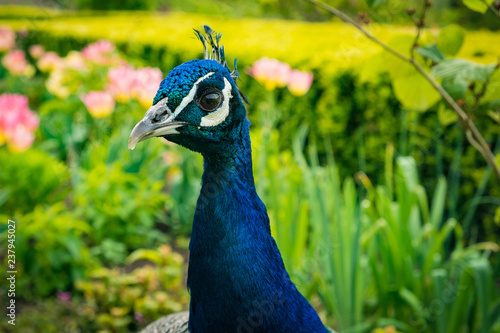 Wallpaper Mural peacock Torontodigital.ca