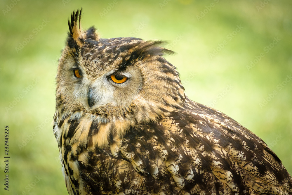 Fototapeta premium Long-eared Owl