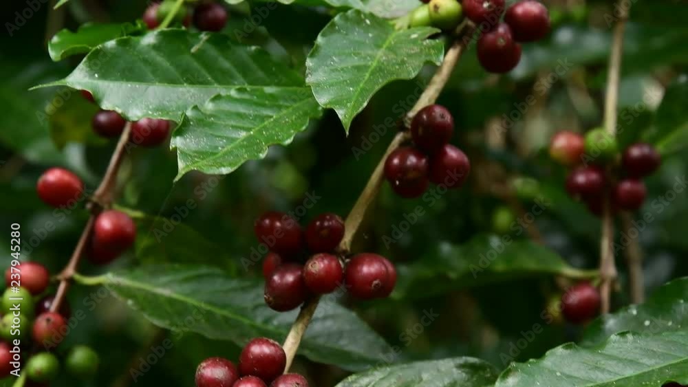 Coffee beans on tree, Hand picking coffee beans from branch of coffee plant. Coffee beans on tree, Hand picking coffee beans from branch of coffee plant.