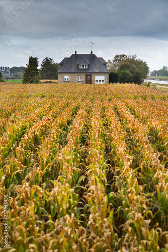 rows of corn field and house in France