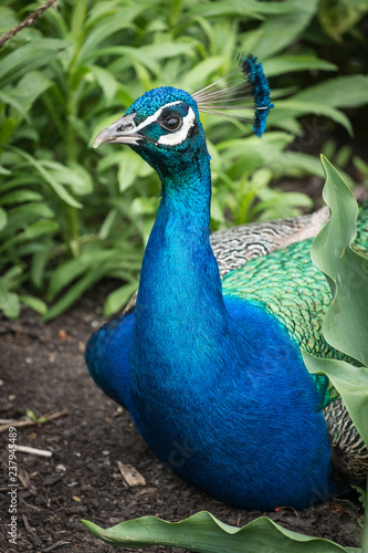 Wallpaper Mural Peacock Torontodigital.ca