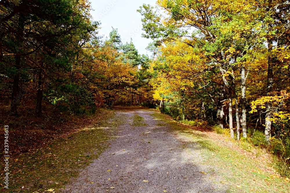 Naklejka premium Chemin de terre en Automne