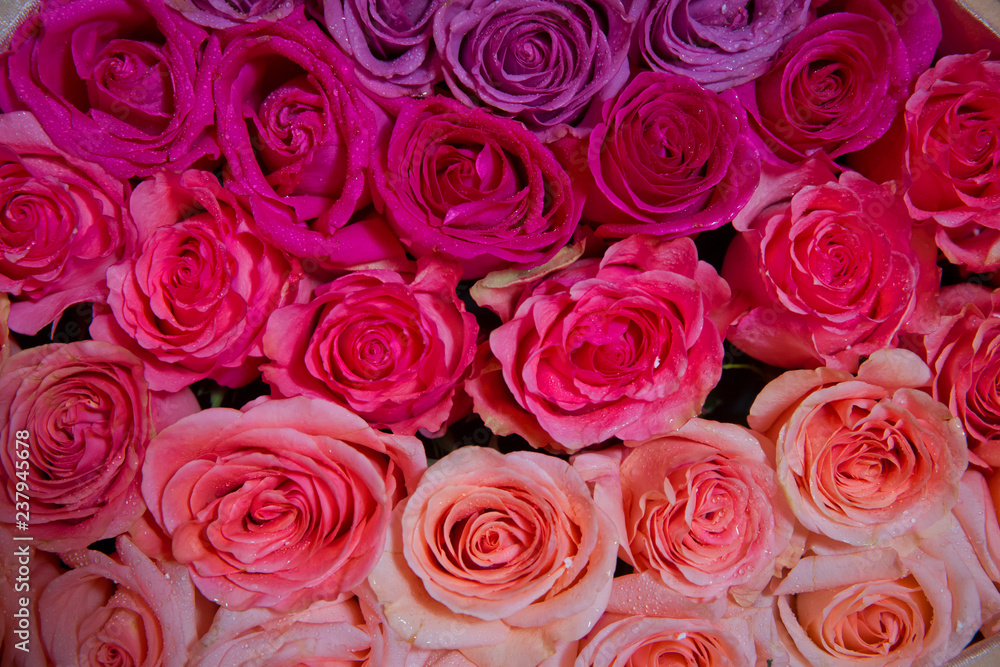 Beautiful pink and red roses with drops of water . pink and red natural roses background . pink and red rose background. Natural horizontal pattern. Flower wall. Close-up of huge pink and red roses Beautiful pink and red roses with drops of water . pink and red natural roses background . pink and red rose background. Natural horizontal pattern. Flower wall. Close-up of huge pink and red roses