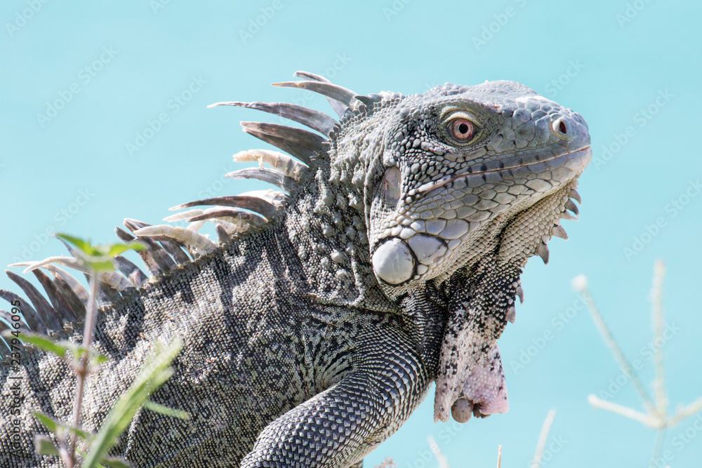 Fototapeta premium Leguan vor türkisblauem Meer