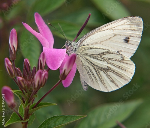 Makro von einem Kohlweissling Schmetterling auf einer Blume photo