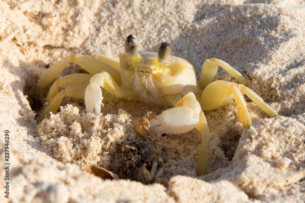 Krebs am karibischen Strand mit kleinem weiteren Krebs