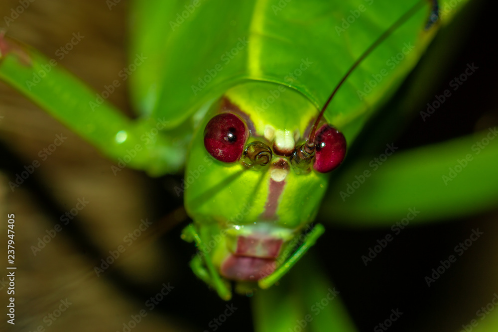 Fototapeta premium Retrato