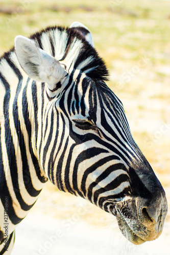 close up of a zebra looking surprised in africa