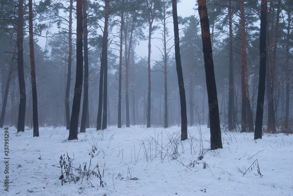 Naklejka premium Winter forest and fog. Beautiful winter landscape with fog. Trees in the fog. Winter fog in the forest.