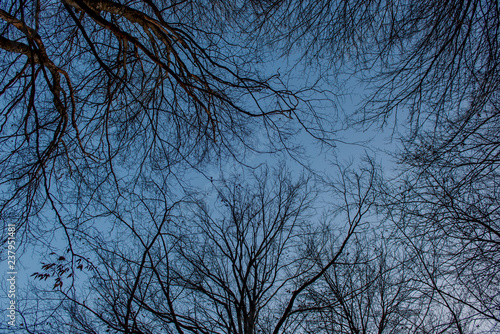 branches of trees in backlight