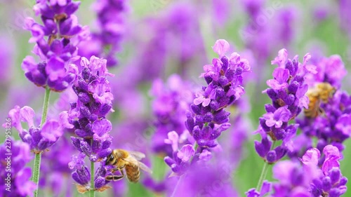Bees on bright lavender flowers at the field.